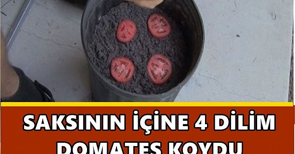 Saksıya domates dilimi koyarsanız