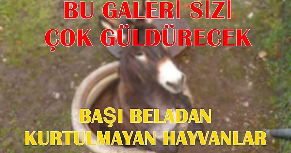 Başı beladan kurtulmayan hayvanlar