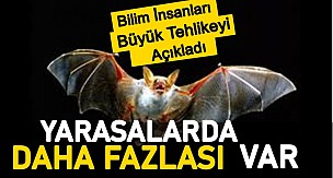 Bilim insanları açıkladı, dünya dehşete düştü! Yarasalarda çok daha fazlası var