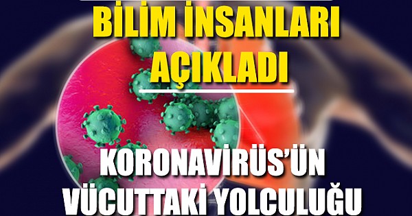 Bilim İnsanları Koronavirüsün Vücuttaki Yolculuğunu Açıkladı