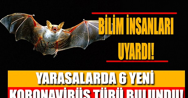 Bilim İnsanları, Yarasalarda 6 Yeni Koronavirüs Türü Keşfetti