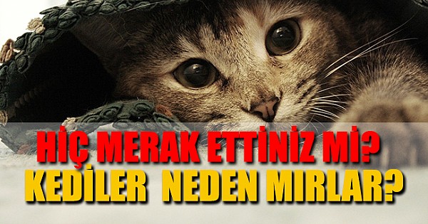 Kediler neden mırlar?