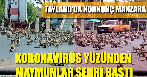 Tayland'da korkunç manzara! Koronavirüs yüzünden aç kalan maymunlar şehri bastı!