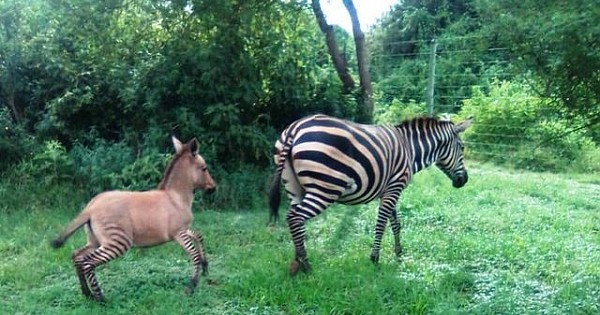 Zebra ile Eşek Çiftleşti Doğan Zeşek Herkesi Şoke Etti