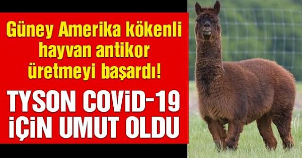  Covid-19’a karşı bu hayvanlar kurtarıcı olabilir: Alpakalarda antikor bulundu!