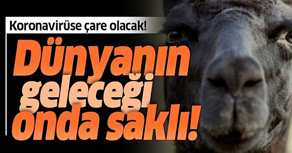 Covid-19'a Karşı Lamalar. Testler başarılı oldu