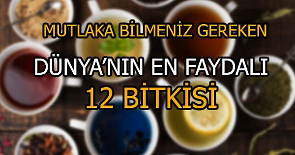 Bilmeniz gereken Dünyanın en faydalı 12 bitkisi