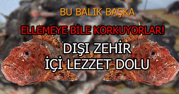 Ellemeye bile korkuyorlar! Dışı zehir, içi lezzet dolu