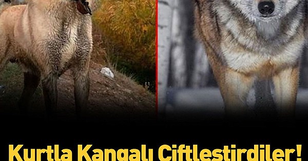 Kurtla kangalı çiftleştirdiler işte ortaya çıkan yeni cins