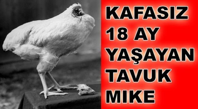 18 Ay Kafasız Yaşayan Tavuk Mike