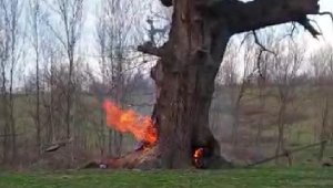 400 yıllık tarihi çınar ağacını yaktılar