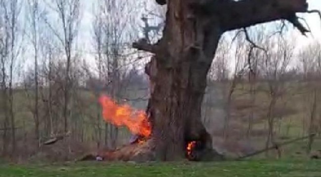 400 yıllık tarihi çınar ağacını yaktılar