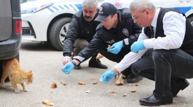 Aç kalan sokak kedilerini polisler besledi