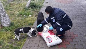 Biga'da belediye hayvanlar için sokaklara mama bıraktı