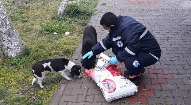 Biga'da belediye hayvanlar için sokaklara mama bıraktı