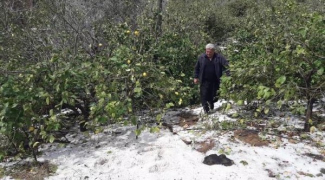 Erdemli'de dolu, meyve ağaçlarına zarar verdi