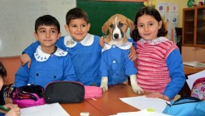 Fındık'ın cansız bedeni, Tokat'a gönderilecek