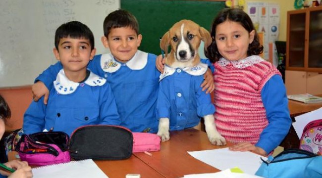 Fındık'ın cansız bedeni, Tokat'a gönderilecek