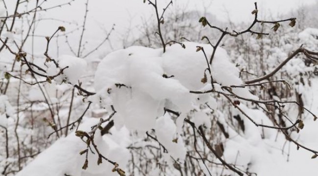 Fındıkta üreticiye iyi haber; baharda kar zirai dona dönüşmedi