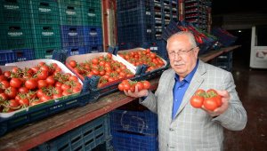 Halde domatesin fiyatı düştü, limonun fiyatı arttı