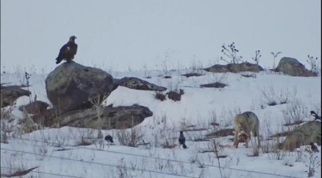 Karlar eridi, kurt ve kuşlar hayvan ölülerinin başına toplandı