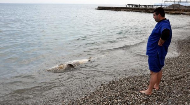 Kemer'de sahile köpek balığı ölüsü vurdu