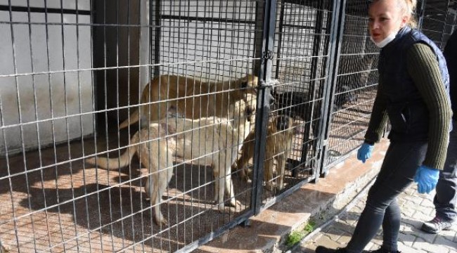 Koronavirüs korkusuyla hayvanları sokaklara terk ediyorlar