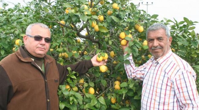 Koronavirüs limona talebi artırdı; dalında kilosu 5 liraya çıktı