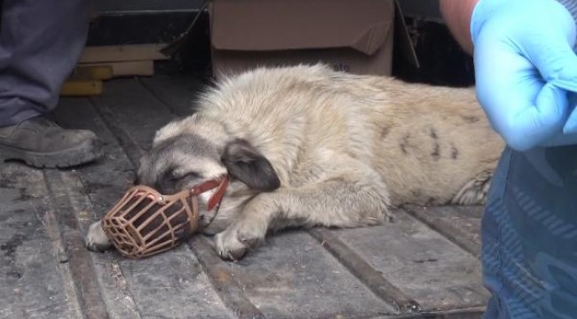 Otomobilin çarptığı köpek, tedaviye alındı