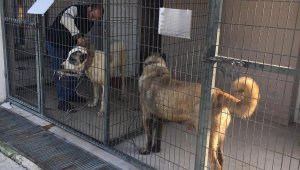 Salihli'de köpek dövüşüne jandarma baskını