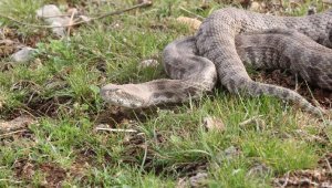 Saman balyalarında Burdur'a gelen engerek, Şanlıurfa'da doğaya bırakıldı