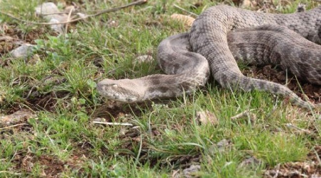 Saman balyalarında Burdur'a gelen engerek, Şanlıurfa'da doğaya bırakıldı