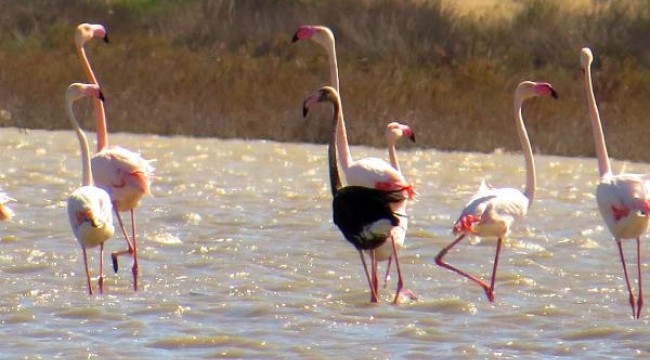 Siyah flamingo, Türkiye'de 3 yıl sonra görüldü