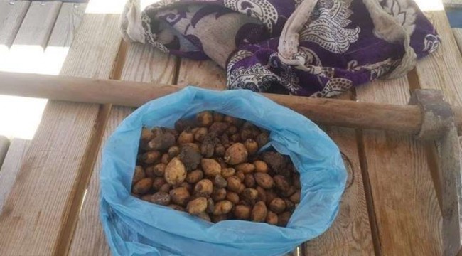 50 kilo topladılar, 307 bin lira ceza yediler