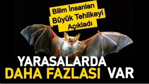 Bilim insanları açıkladı, dünya dehşete düştü! Yarasalarda çok daha fazlası var