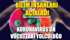 Bilim İnsanları Koronavirüsün Vücuttaki Yolculuğunu Açıkladı