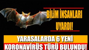 Bilim İnsanları, Yarasalarda 6 Yeni Koronavirüs Türü Keşfetti