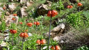 Bitlis'te, baharla ters laleler açtı 