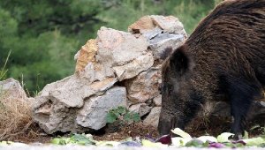 Bodrum'da yaban domuzlarına karşı önlem alındı