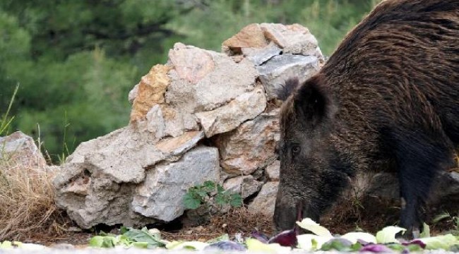 Bodrum'da yaban domuzlarına karşı önlem alındı