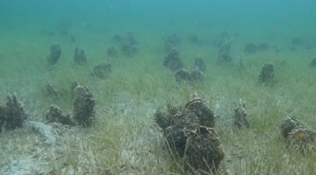 Çanakkale Boğazı'nda 'Pina' mezarlığı görüntülendi