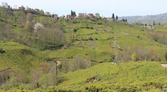 Çay hasadında ayda 7 bin 500 TL kazanç var, işçi yok