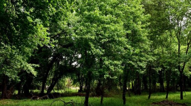 Cennetten bir köşe; sığla ormanları