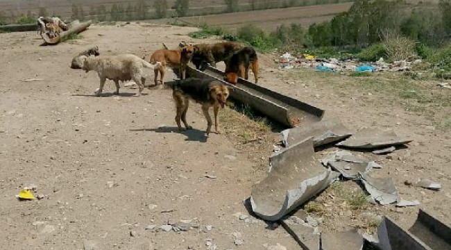 Edirne'de, sokak hayvanlarının mama kaplarının kırılmasına tepki