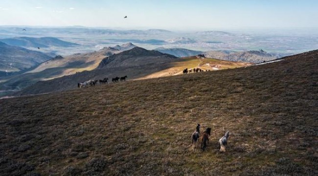 Emir Dağları'ndaki yılkı atları, havadan görüntülendi