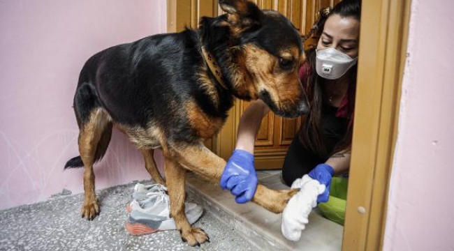 Evde beslenen hayvanlarda virüse karşı şampuan ve sabunlu önlem