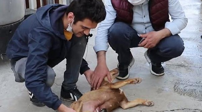 Fındık adlı köpek, yavru kediye anne oldu