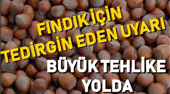 Fındık için tedirgin eden uyarı büyük tehlike yolda geliyor