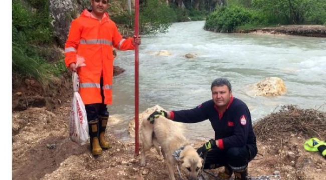 Gebe köpek, mahsur kaldığı yerde 6 yavru doğurdu