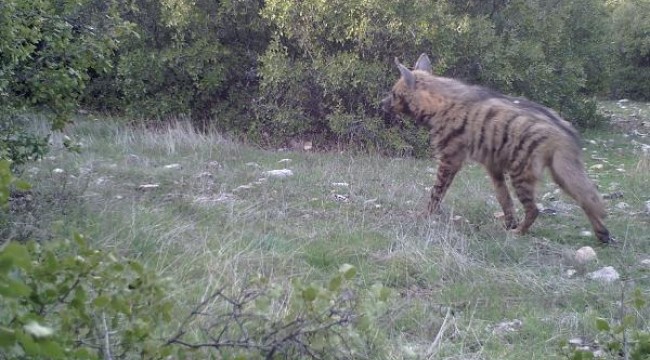 Kahramanmaraş'ta çizgili sırtlan ve porsuk fotokapanla görüntülendi